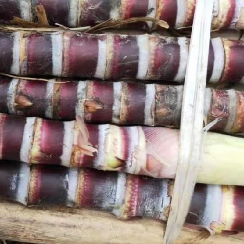 广西黑皮甘蔗种苗3——5个芽，包技术指导。