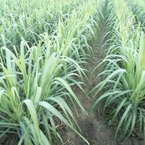 广西黑皮甘蔗种苗3——5个芽，包技术指导。