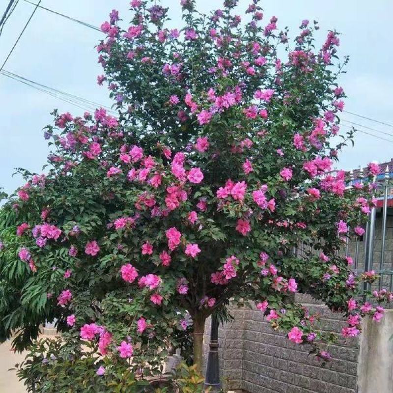 红花木槿