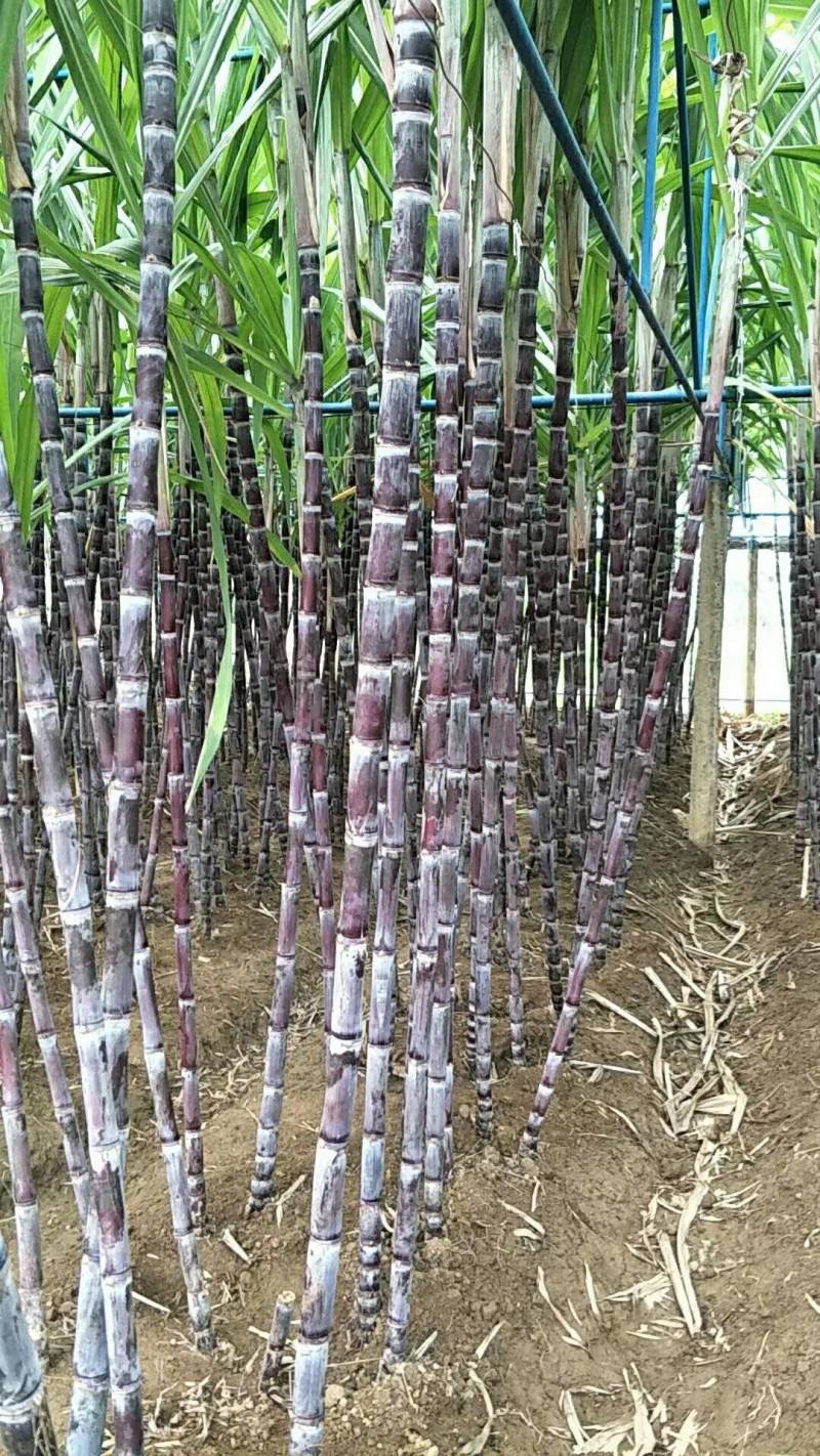 黑皮甘蔗量大从优需要的联系我品质保证甜甜甜