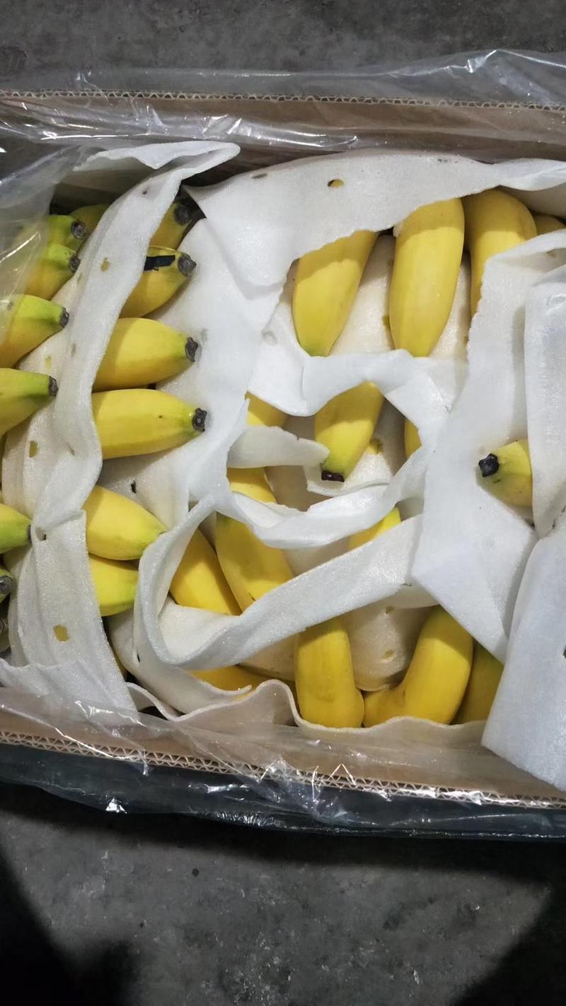 全国发货特价香蕉产地直销一手货源可视频看货