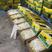 全国发货特价香蕉产地直销一手货源可视频看货