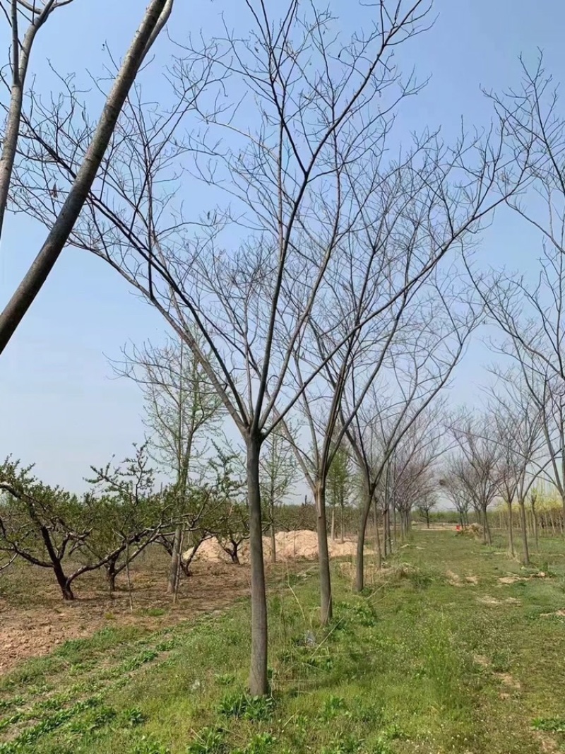 南栾8公分10公分15公分南栾至30公分南栾价格