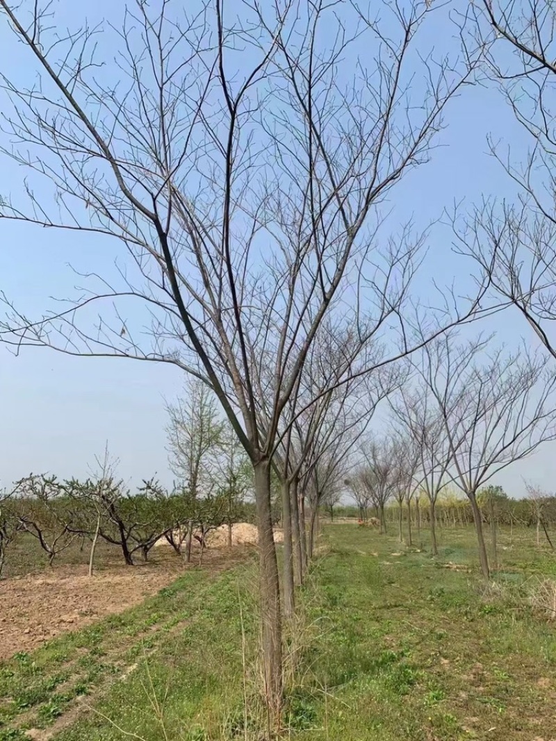 南栾8公分10公分15公分南栾至30公分南栾价格