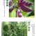 豆满藤钼元素加强型桶装水溶肥冲施肥豆类专用肥增花多荚嫩直