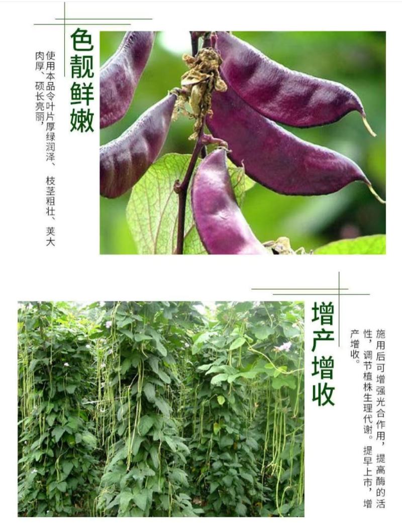 豆满藤钼元素加强型桶装水溶肥冲施肥豆类专用肥增花多荚嫩直
