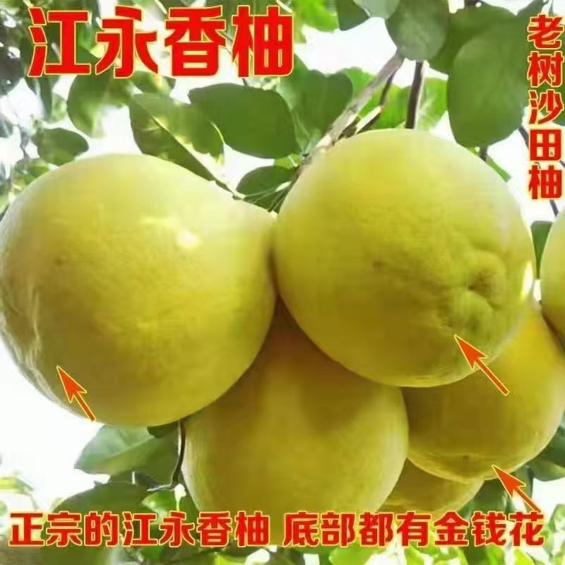 湖南江永老树柚