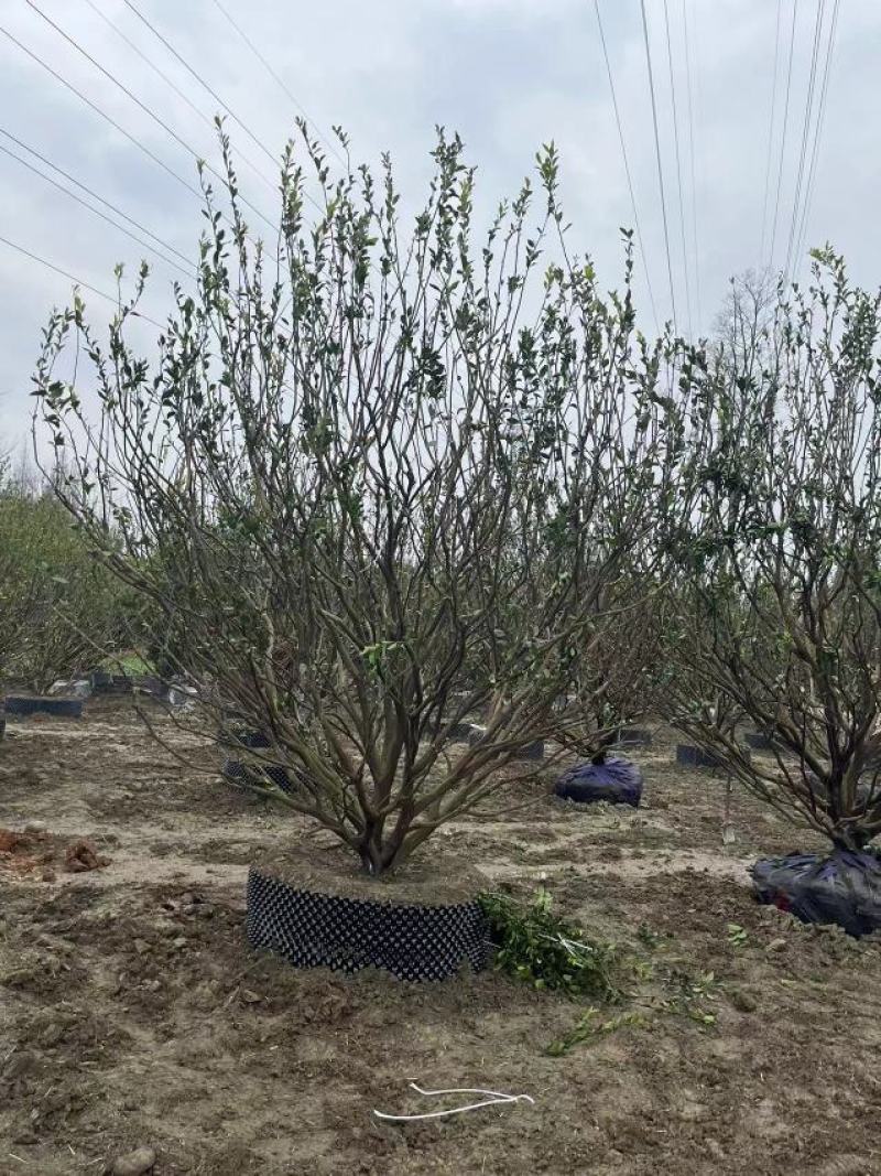 基地直销精品砂糖橘，南丰蜜橘