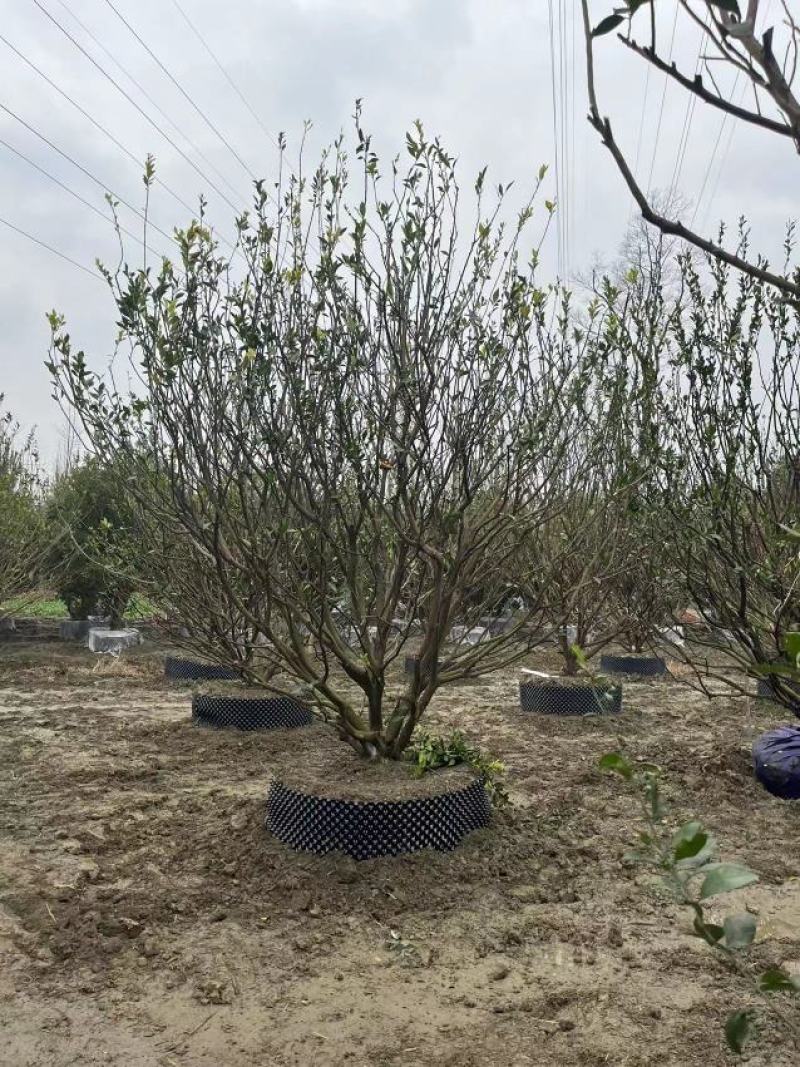 基地直销精品砂糖橘，南丰蜜橘