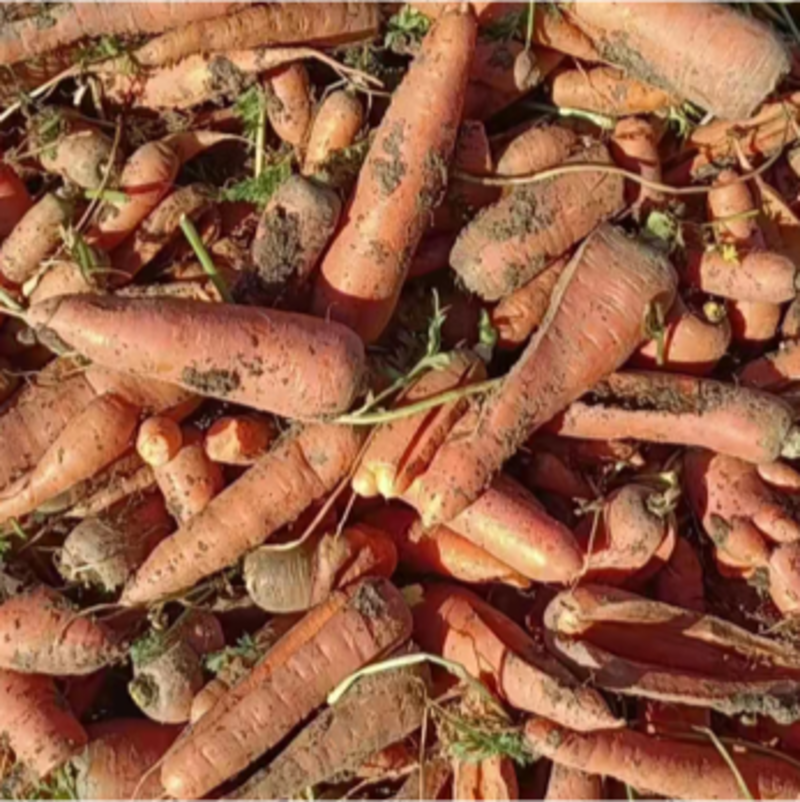 胡萝卜养殖胡萝卜，大量供应，牛，羊，鸡，鹅，虫10吨起售