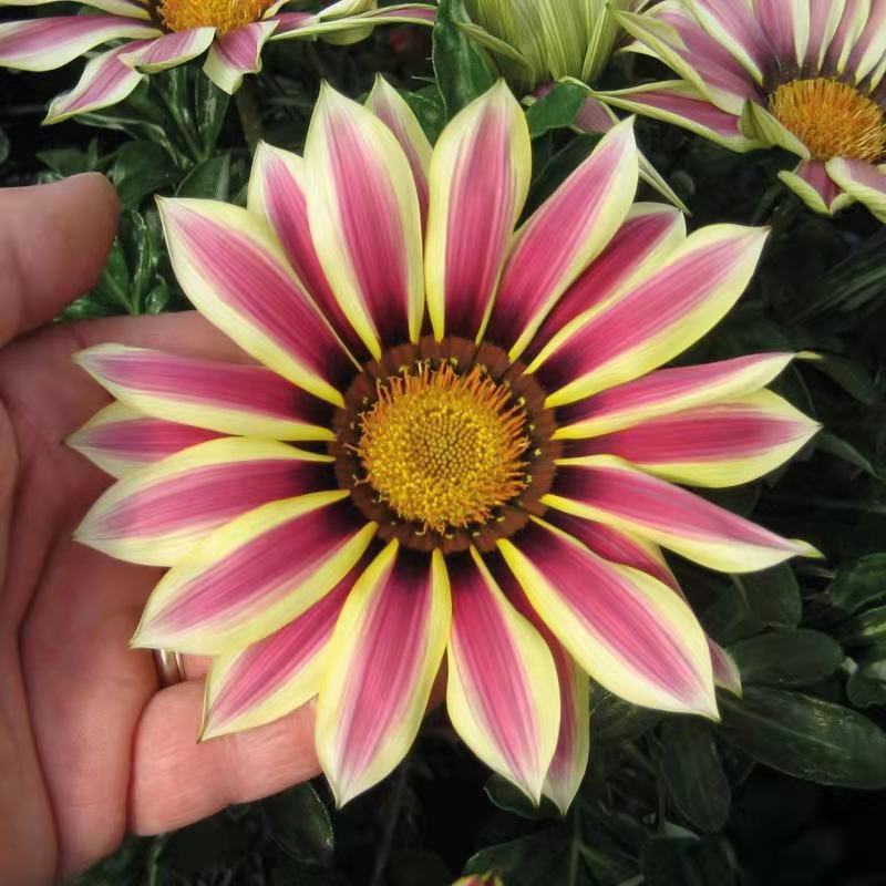 进口勋章菊种子春季易种秋季播花园室内阳台盆栽花草花卉种子
