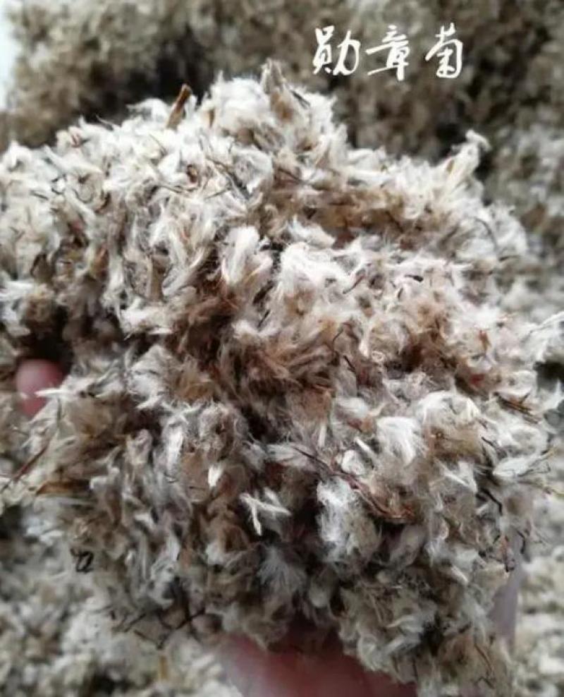 进口勋章菊种子春季易种秋季播花园室内阳台盆栽花草花卉种子