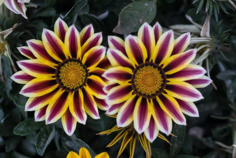 进口勋章菊种子春季易种秋季播花园室内阳台盆栽花草花卉种子