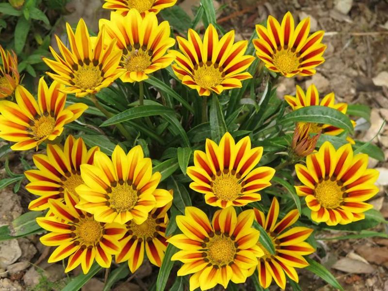 进口勋章菊种子春季易种秋季播花园室内阳台盆栽花草花卉种子