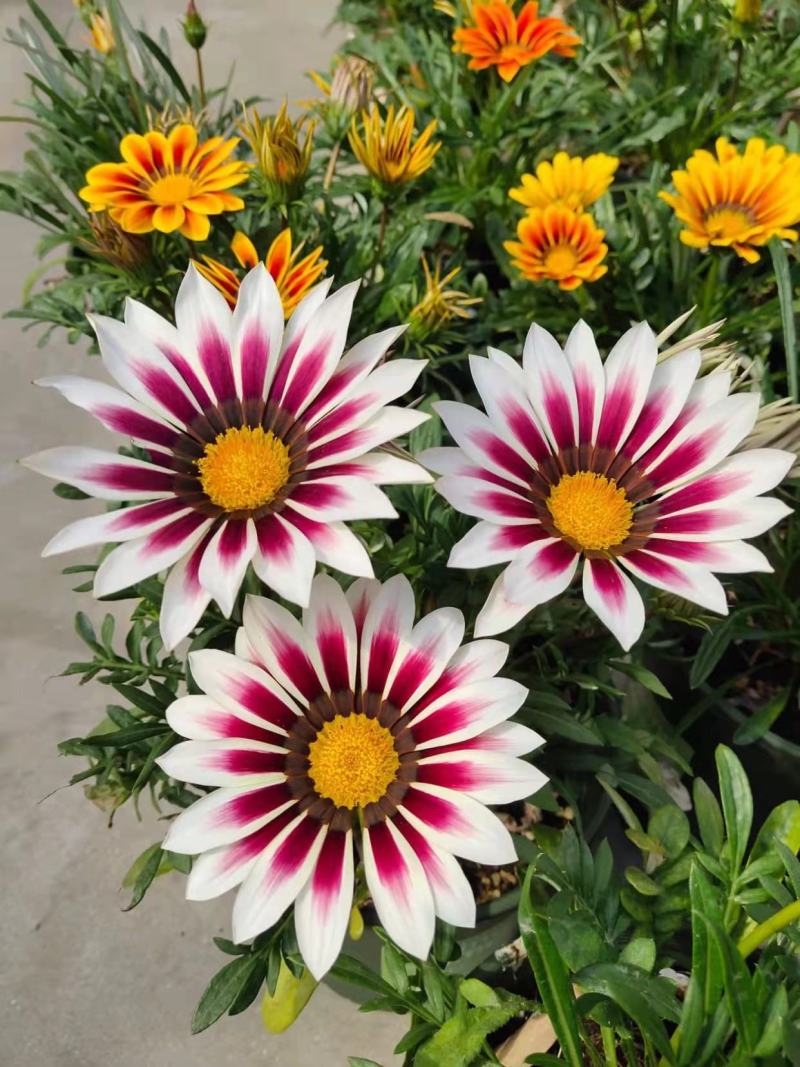 进口勋章菊种子春季易种秋季播花园室内阳台盆栽花草花卉种子