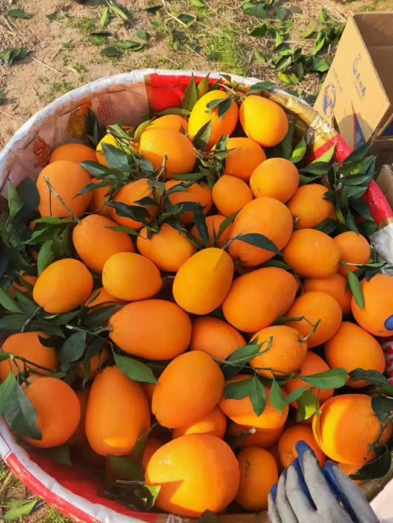 奉节脐橙，现采现发，品种齐全，提供包装洗果一条龙