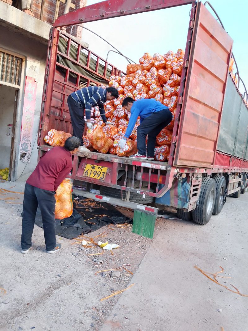 湖南江永百年老树精品香柚，味甜如蜜软糯化渣，糖份高