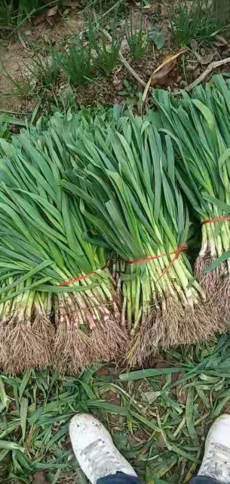 红根蒜苗基地直供各种规格上货快，发往全国各地。
