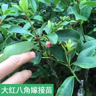 八角苗，大红八角苗，嫁接苗，实生苗，营养杯