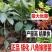 八角苗，大红八角苗，嫁接苗，实生苗，营养杯