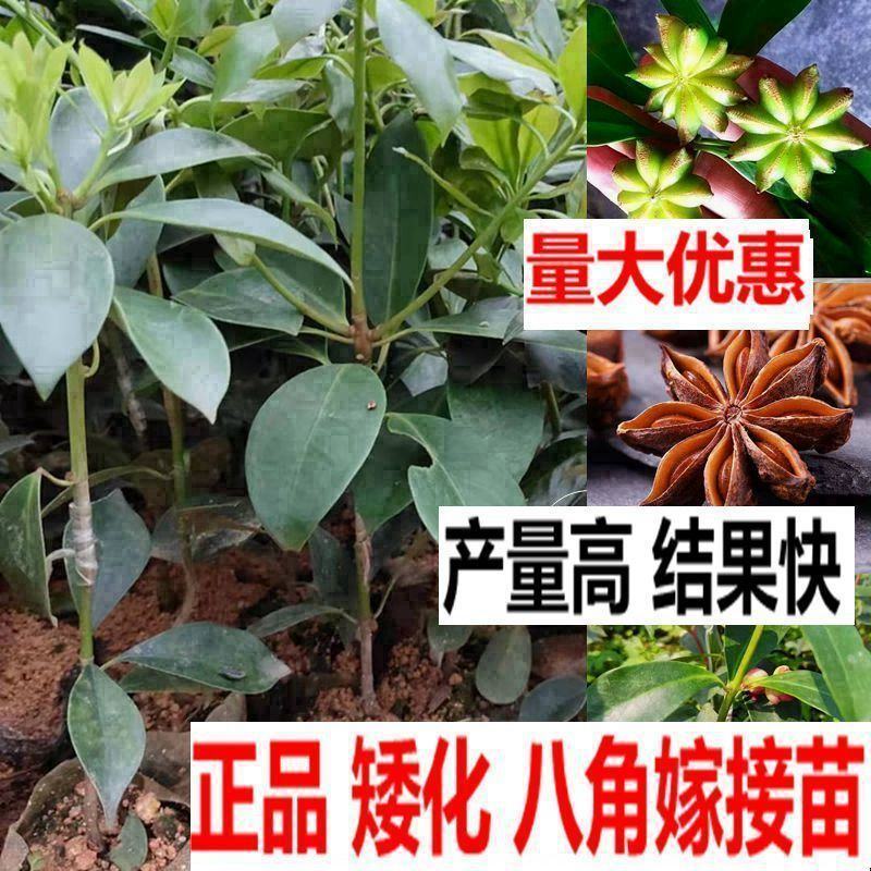 八角苗，大红八角苗，嫁接苗，实生苗，营养杯