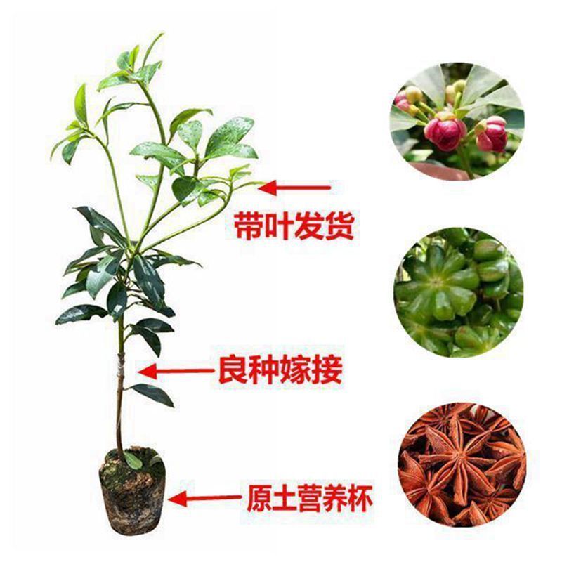 八角苗，大红八角苗，嫁接苗，实生苗，营养杯