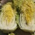【白菜】黄心大白菜净菜3-5斤一手货源发往各大市场