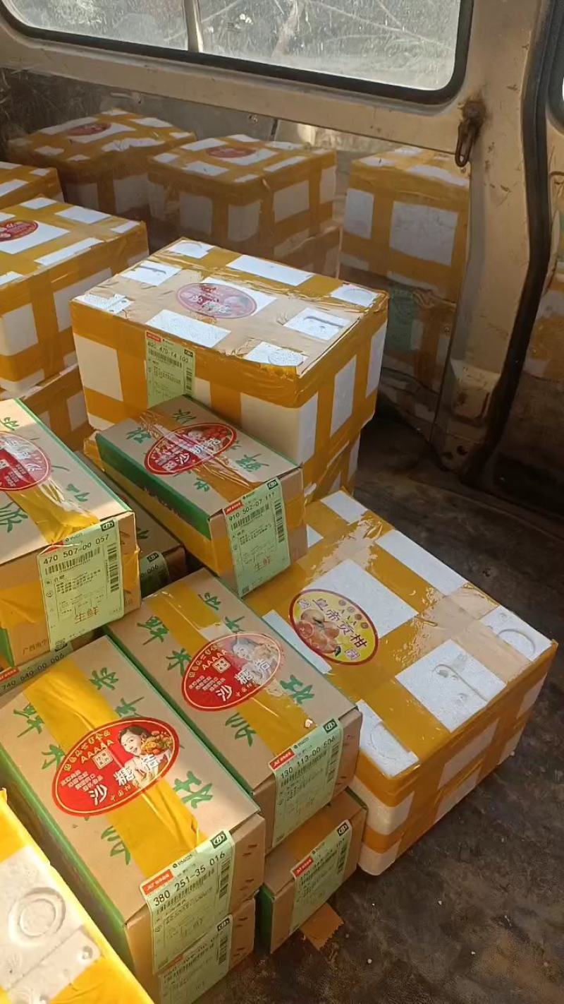 柑橘广西沃柑，武鸣原产地发货，拼多多淘宝抖音一件代发包邮