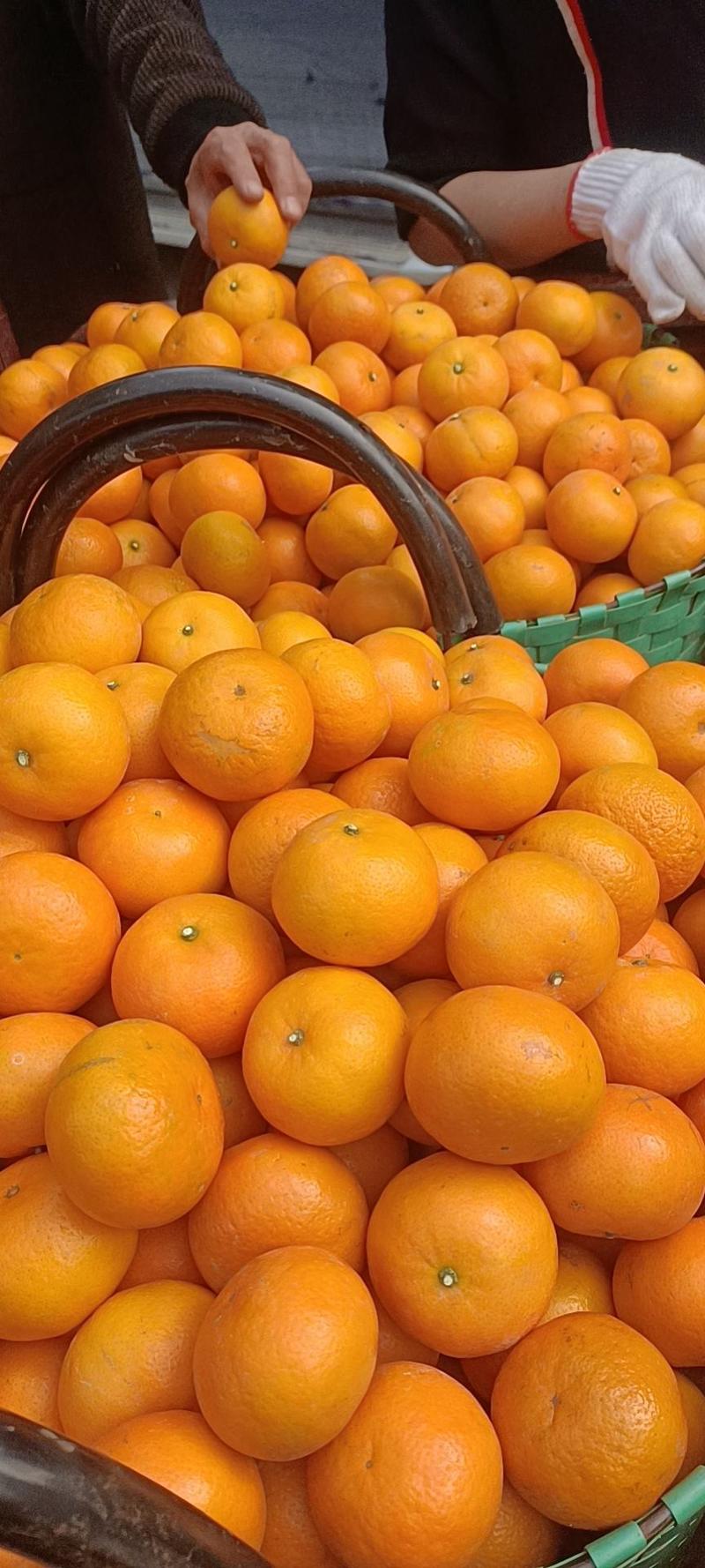 柑橘广西沃柑，武鸣原产地发货，拼多多淘宝抖音一件代发包邮