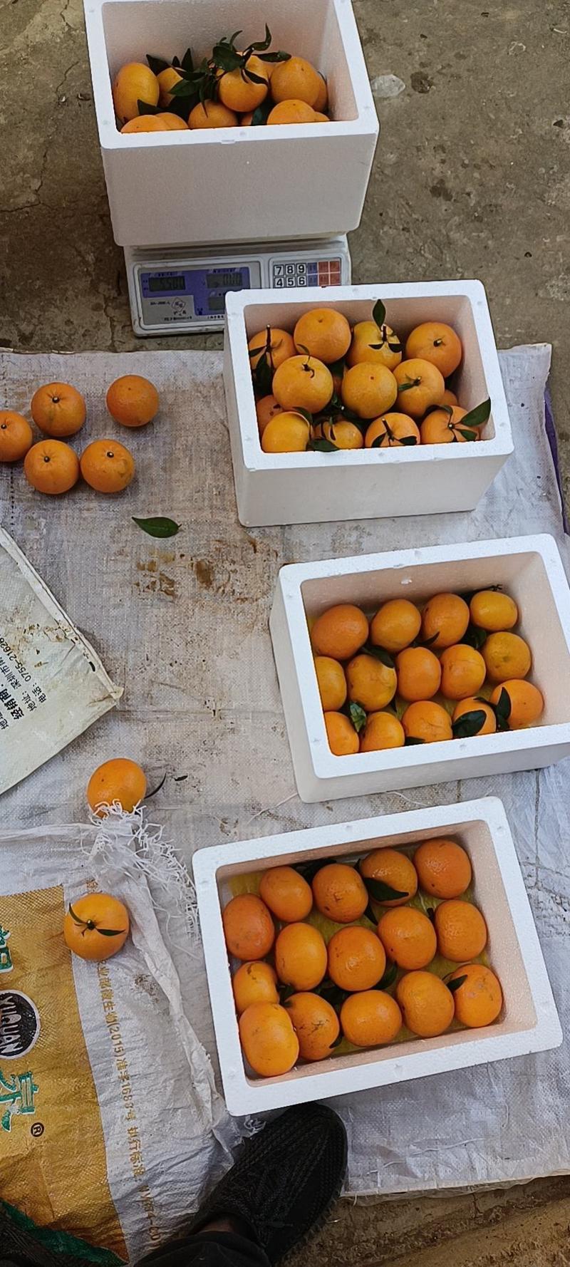 柑橘广西沃柑，武鸣原产地发货，拼多多淘宝抖音一件代发包邮