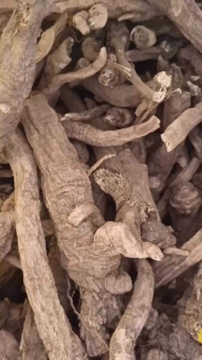 野生南沙参。足干。无硫。纯正野生货。药力足，产地直发