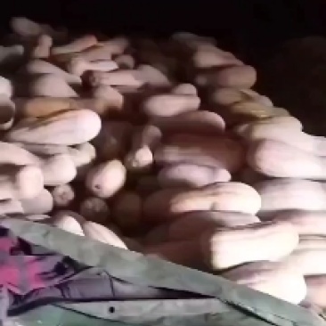 精品密本南瓜大量出售，一手货源