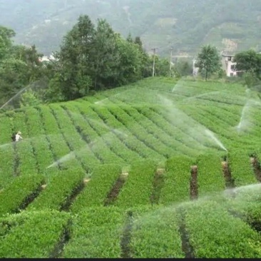 五峰绿茶