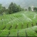五峰绿茶