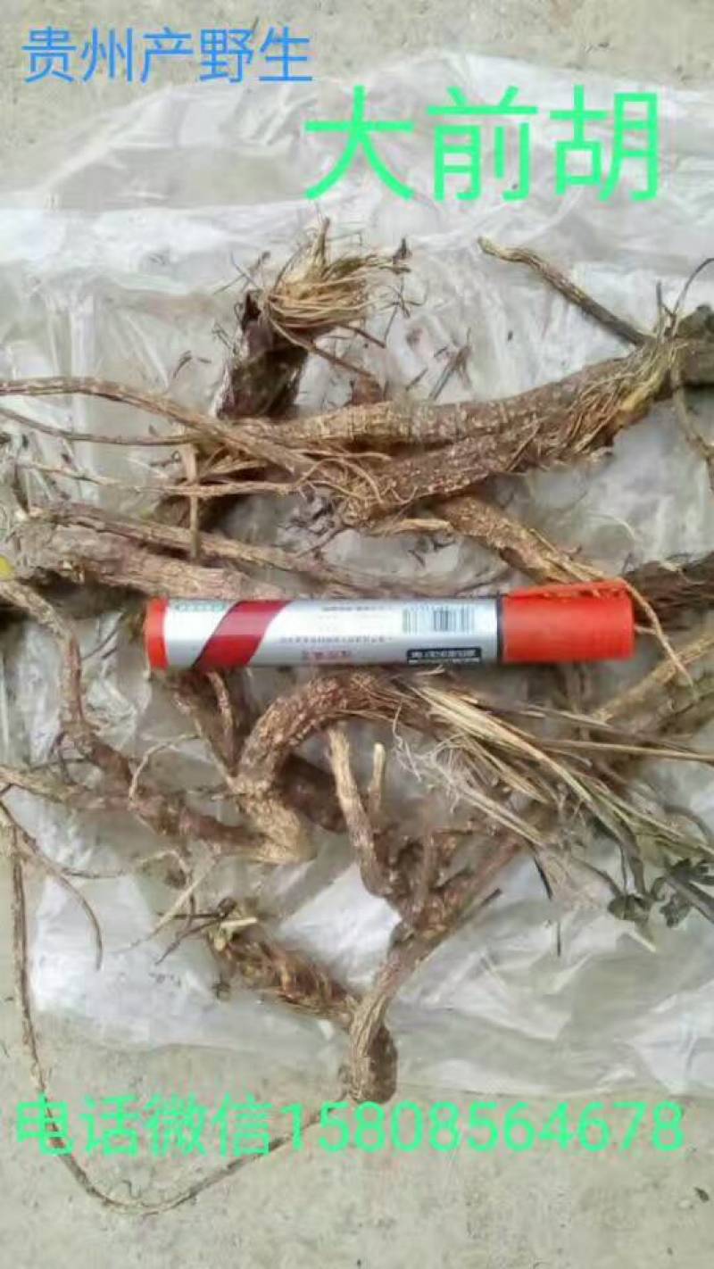 贵州铜仁无硫野生中药材紫花信前胡干货毛前胡生货非白花前胡