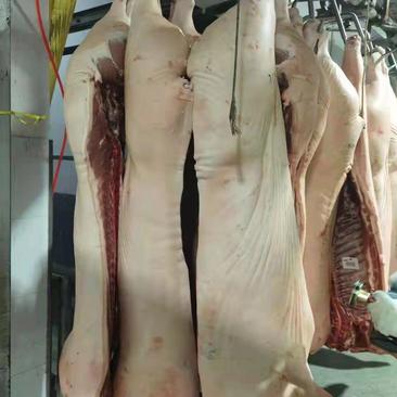 安阳文峰猪肉白条猪厂家直销一手货源商超餐饮直供