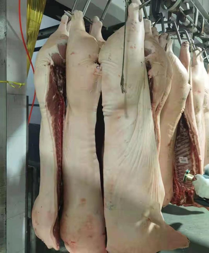 安阳文峰猪肉白条猪厂家直销一手货源商超餐饮直供