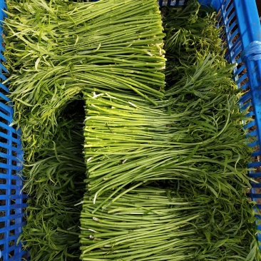 自己大棚新鲜芦蒿每天现采