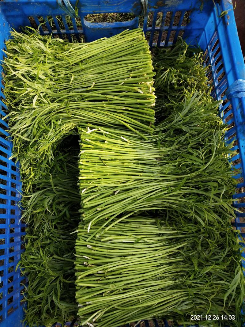 自己大棚新鲜芦蒿每天现采