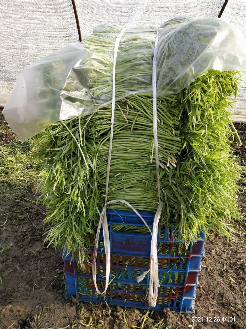 自己大棚新鲜芦蒿每天现采