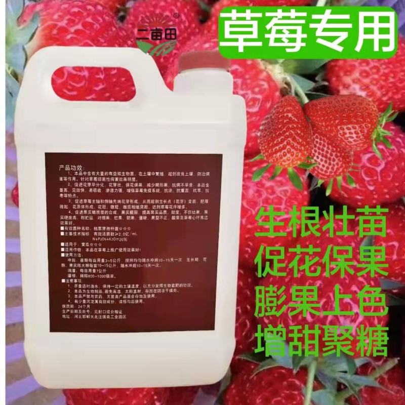 草莓专用生根养根促花保果膨果上色增甜聚糖