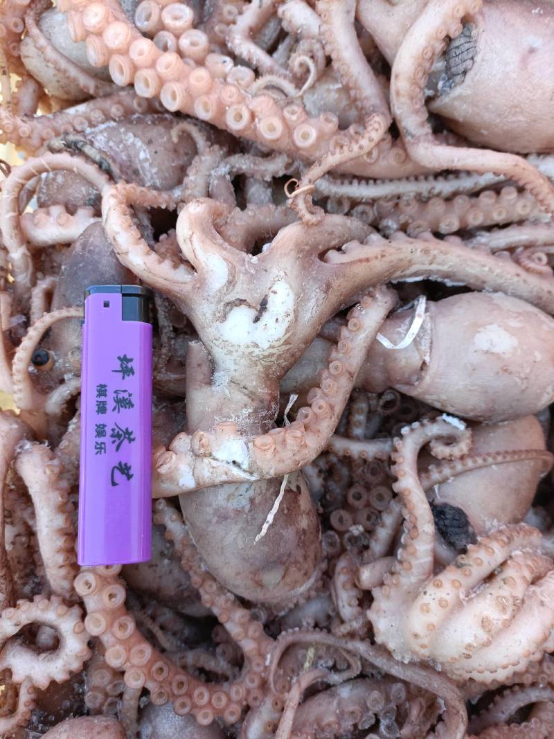 八爪鱼，有墨有黄，网红爆头款，赶大集超市一手货源