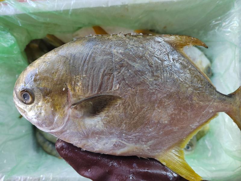 金鲳鱼，一条一斤左右，个大肉肥，肉质鲜美，一箱25斤左右