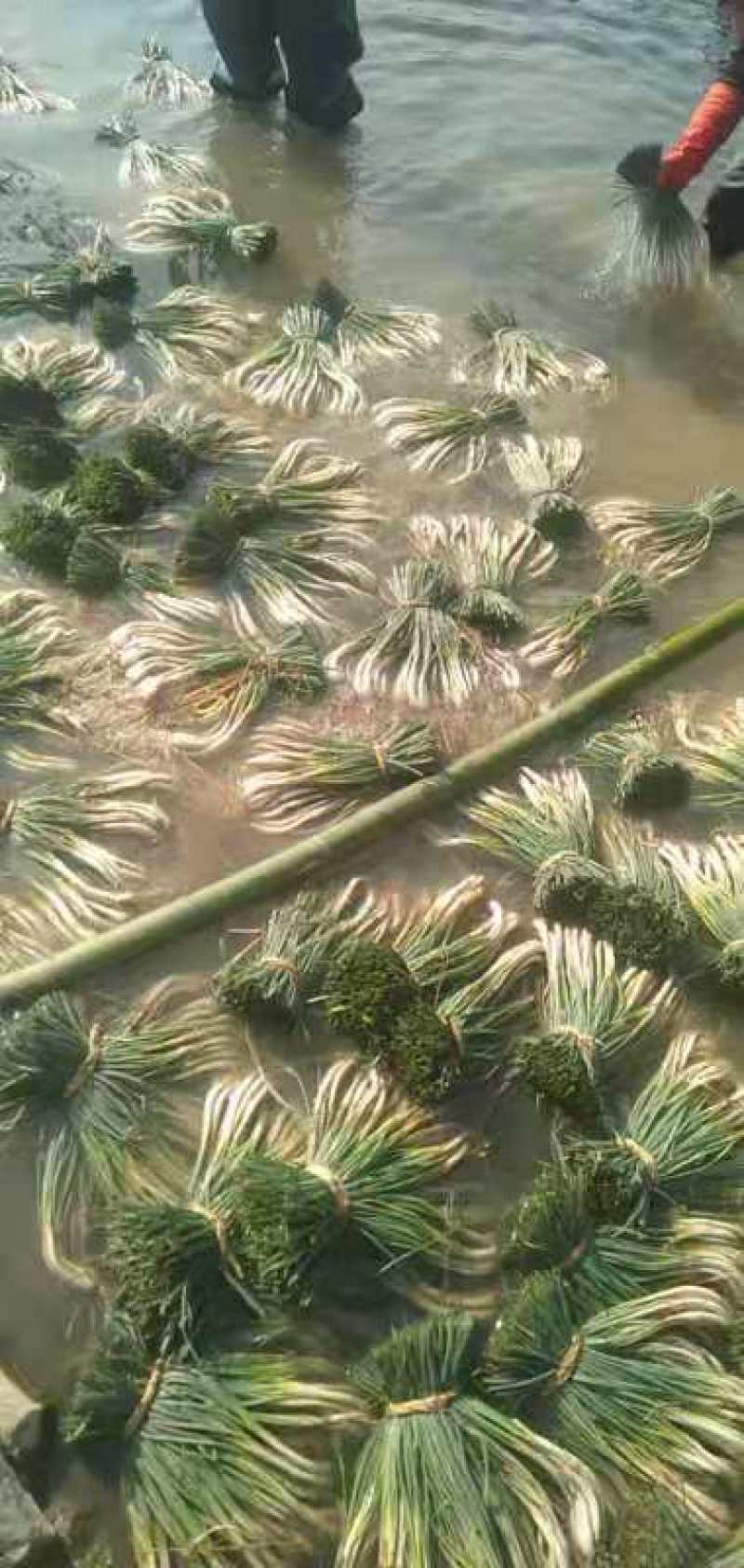 蔬菜荞头10000斤起批