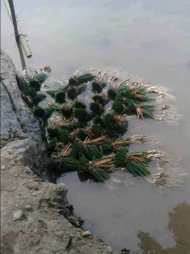 蔬菜荞头10000斤起批