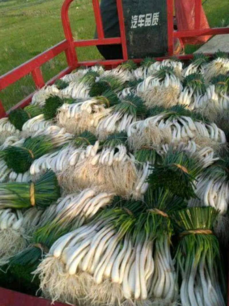 蔬菜荞头10000斤起批