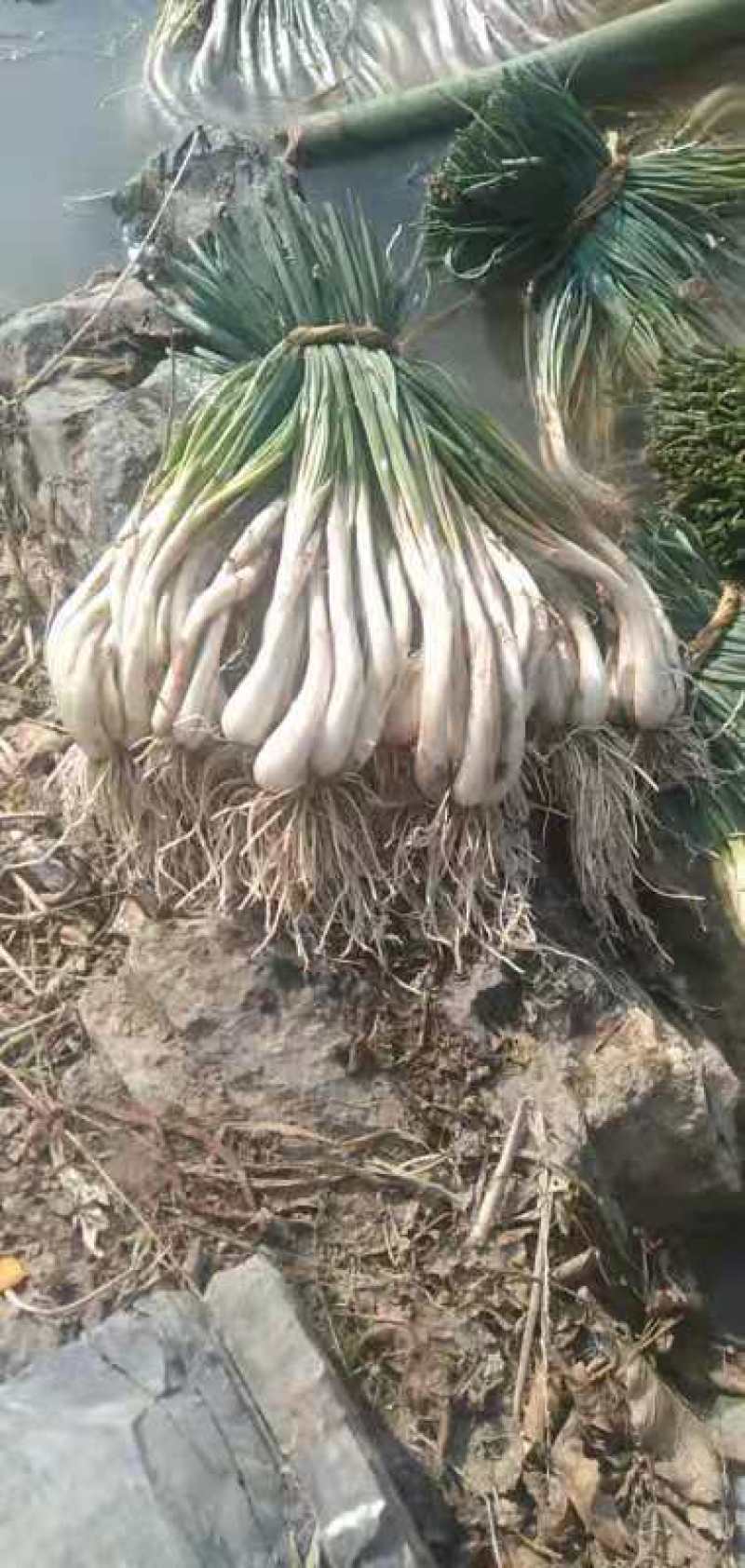 蔬菜荞头10000斤起批