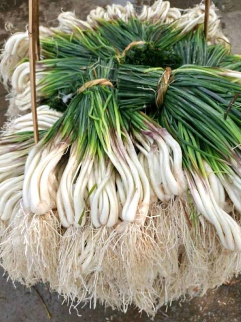 蔬菜荞头10000斤起批