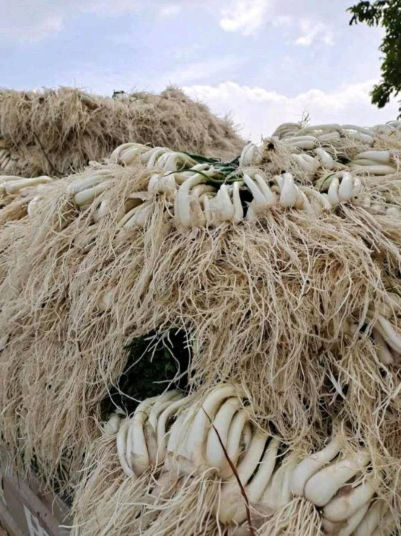 蔬菜荞头10000斤起批