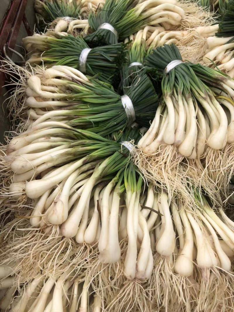 蔬菜荞头10000斤起批
